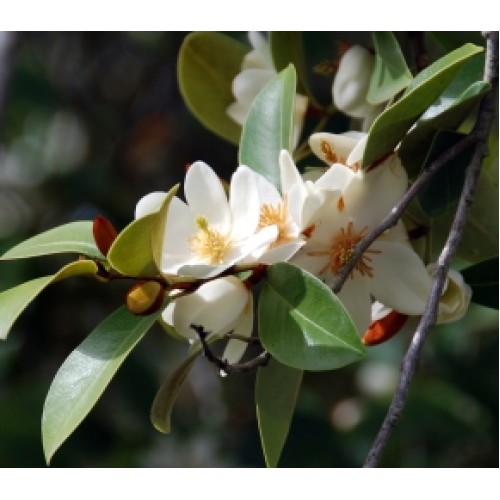 Magnolia Scented Pearl 1 Plants Michelia yunnanensis laevifolia shrubs